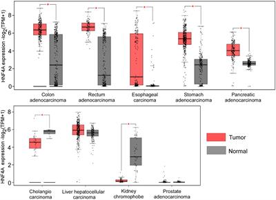 The role of hepatocyte nuclear factor 4α (HNF4α) in tumorigenesis